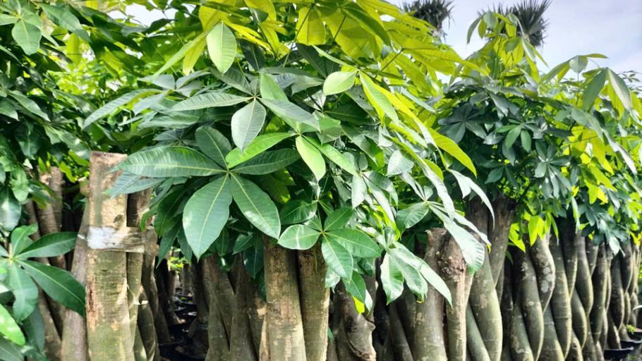 Cây Kim Ngân kích thước đại gắn liền với năng lực quy tụ, quản lý và gìn giữ khối tài sản lớn