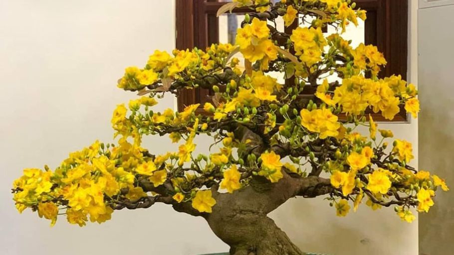 Một chậu Mai Vàng thế đại cảnh đặt tại sảnh phụ không đơn thuần là điểm nhấn thị giác mà còn là trung tâm thu hút vượng khí