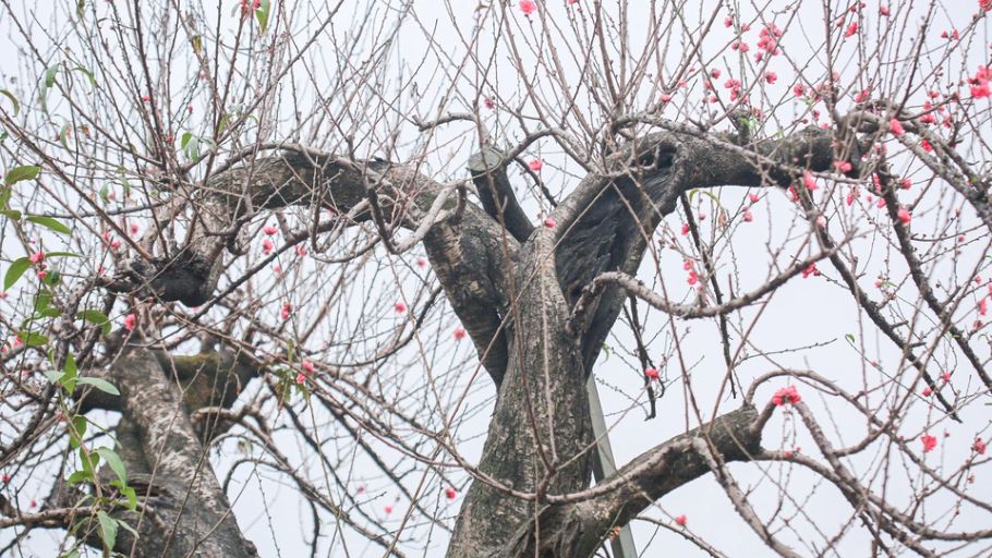 Trồng cây Đào lâu năm trong khuôn viên giống như việc thiết lập một lớp thanh lọc tâm linh vĩnh cửu