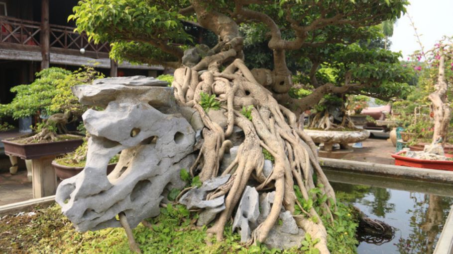 Sự kết hợp hoàn hảo giữa hành Mộc (rễ cây) và hành Thổ (đá tự nhiên) tạo ra một khối kiến trúc cảnh quan mang tính bền vững tuyệt đối