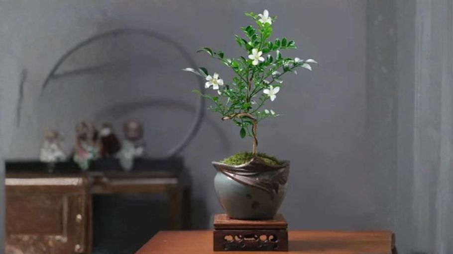 Cây Nguyệt Quế nổi bật với hương thơm thanh khiết, nhẹ nhàng vỗ về tâm trí gia chủ sau một ngày dài làm việc